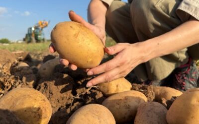 Patatas Lázaro consolida con éxito su campaña de Patata Nueva sin depender de producto extracomunitario